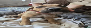 Mixed Breed 4
