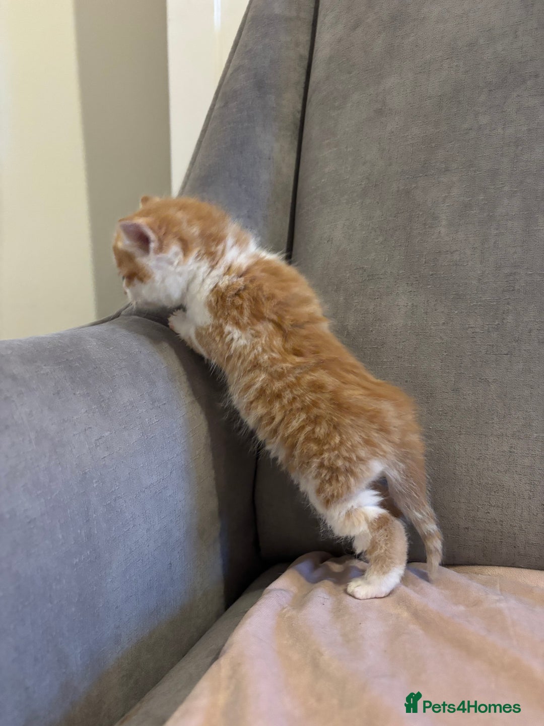 Mixed Breed cats for sale: Kittens stunning Mainecoon cross babies 🐈❤️ - Advert 7