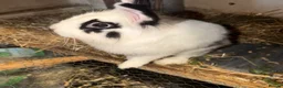 Lionhead rabbits for sale: Male lionhead - Advert 3