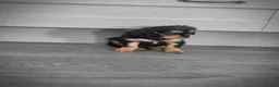 Cavalier King Charles Spaniel dogs for sale: *LASY BOY* *READY * Cavalier King Charles Puppies  - Advert 16