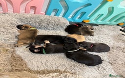 Mixed Breed dogs for sale: American french bully  - Image 13