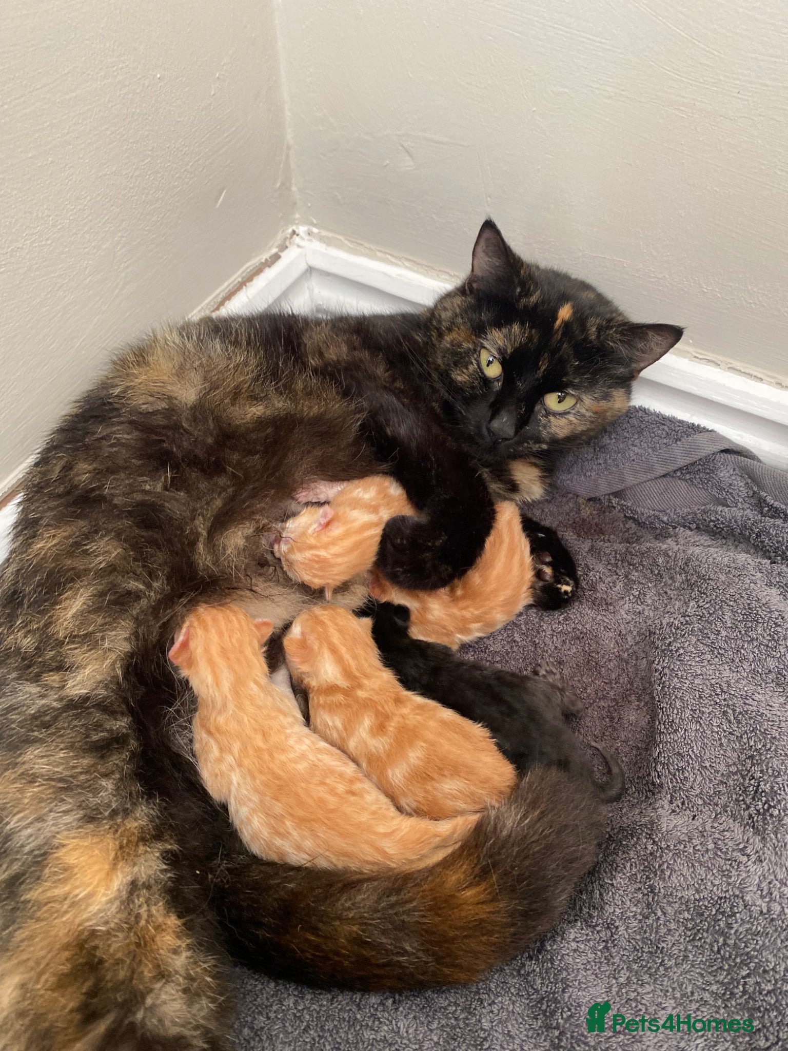 British Shorthair cats 5 kittens for sale - Advert 2