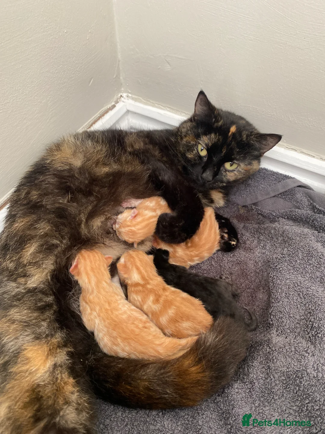 British Shorthair cats for sale: 5 kittens for sale in York - Advert 1