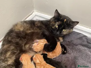 British Shorthair cats 5 kittens for sale - Advert 2