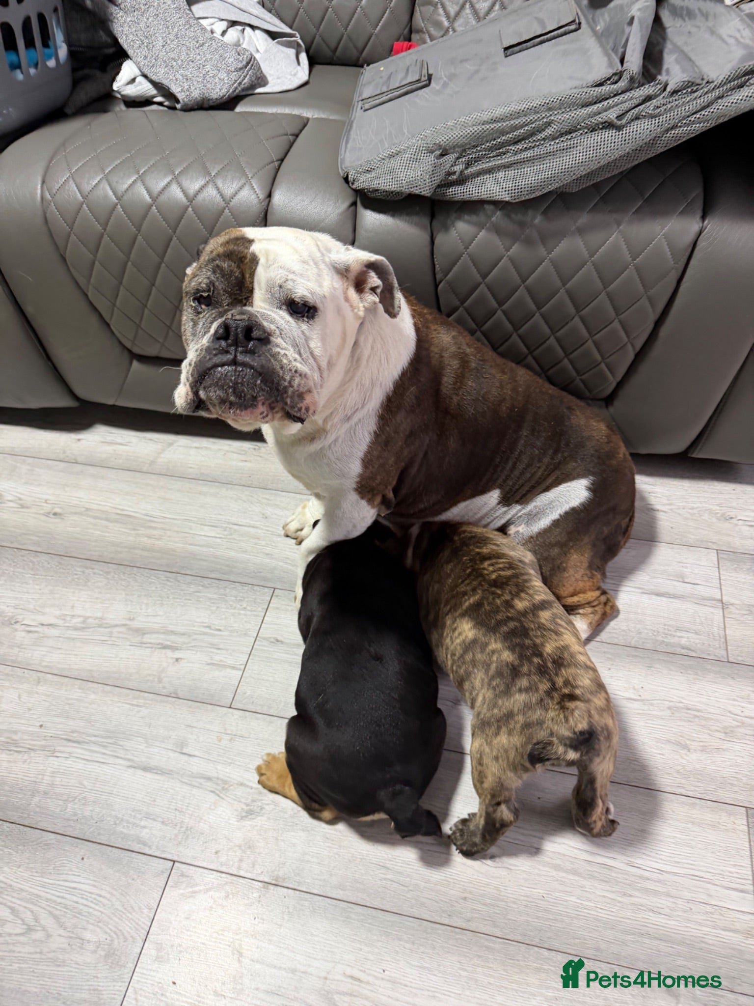 English Bulldog dogs KC Registered English Bulldog Puppies  - Advert 2