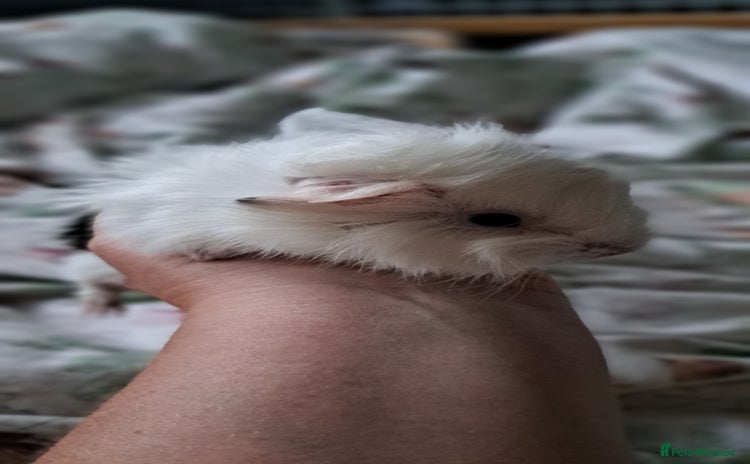 Guinea Pig rodents - Advert 1