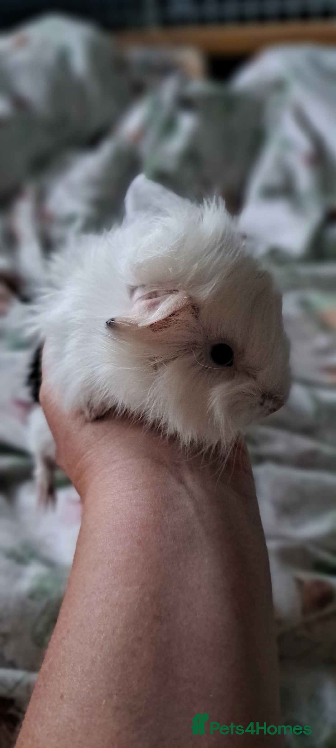Guinea Pig rodents for sale: Baby boar desperate to find a friend  - Image 1