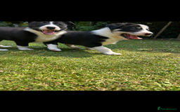 Border Collie dogs for sale: Gorgeous Border Collie Puppies  - Image 6