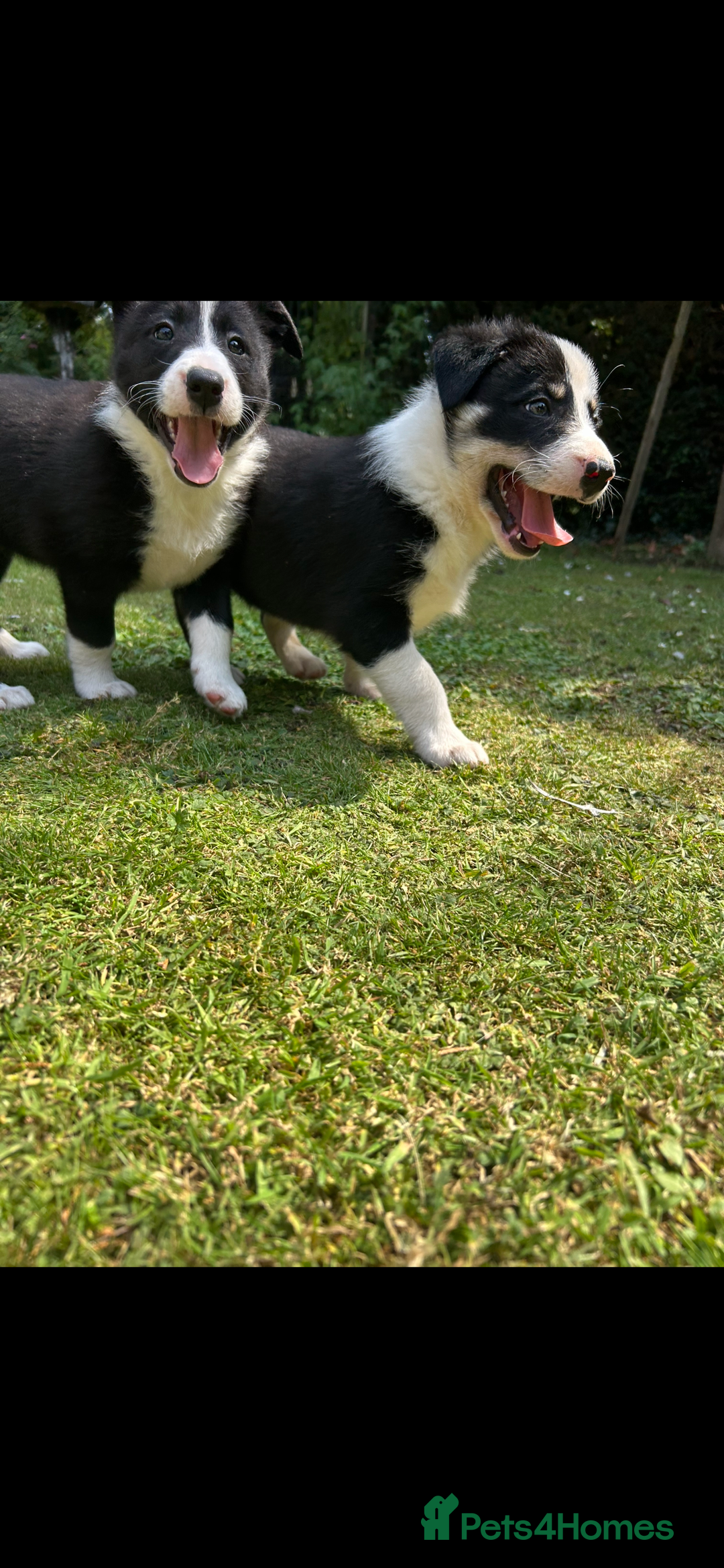 Border Collie dogs for sale: Gorgeous Border Collie Puppies  - Image 6