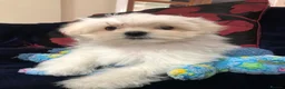 Mixed Breed dogs for sale: shihtzu / bichon x maltese  - Advert 16