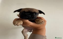 Frug dogs for sale: 3/4 Frenchie 1/4 pug puppies for sale  - Image 11