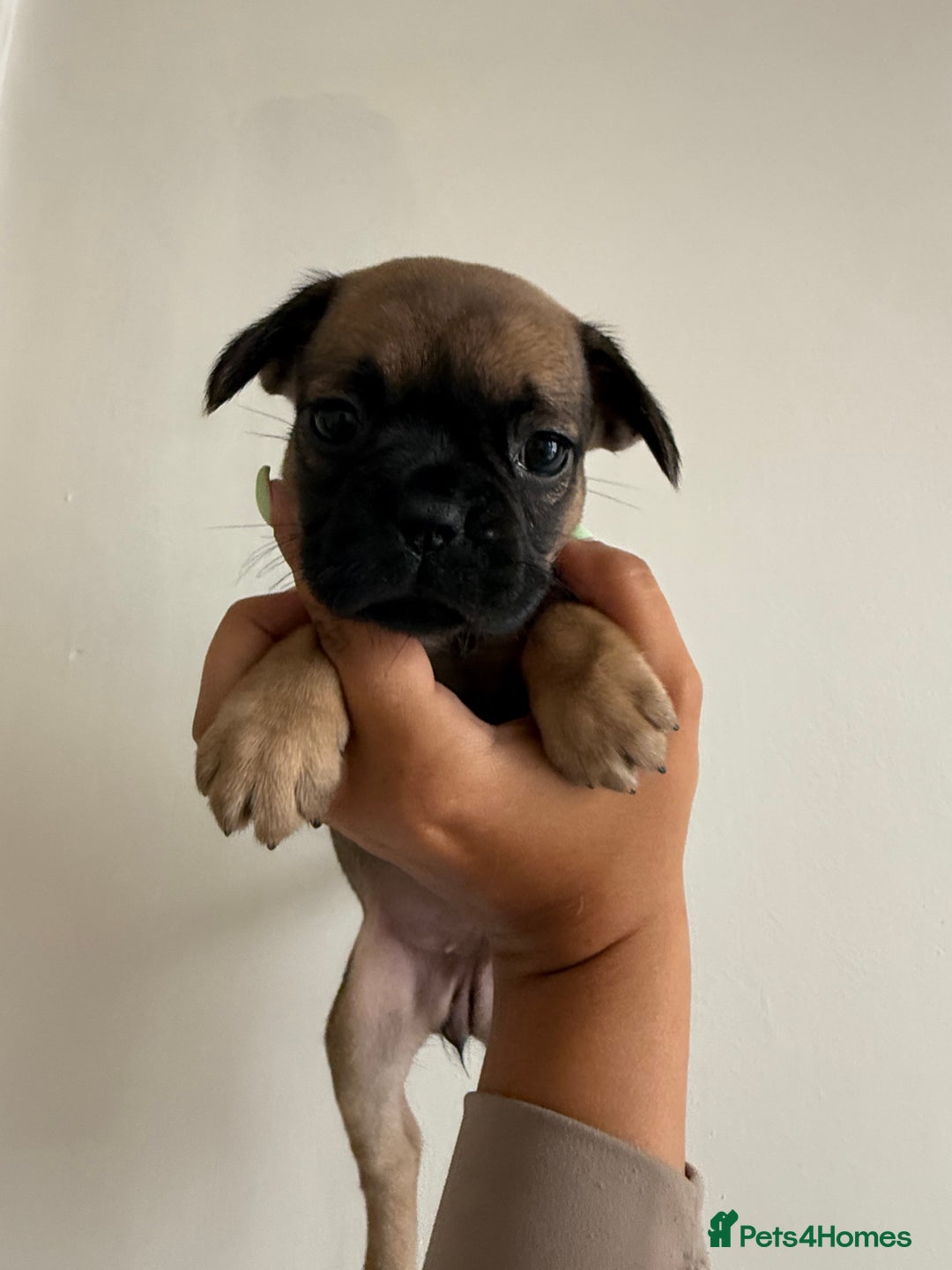 Frug dogs for sale: 3/4 Frenchie 1/4 pug puppies for sale  - Image 11