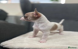 Chihuahua dogs for sale: 5Stunning tiny Smooth coat 🍏head chihuahua puppys - Image 15