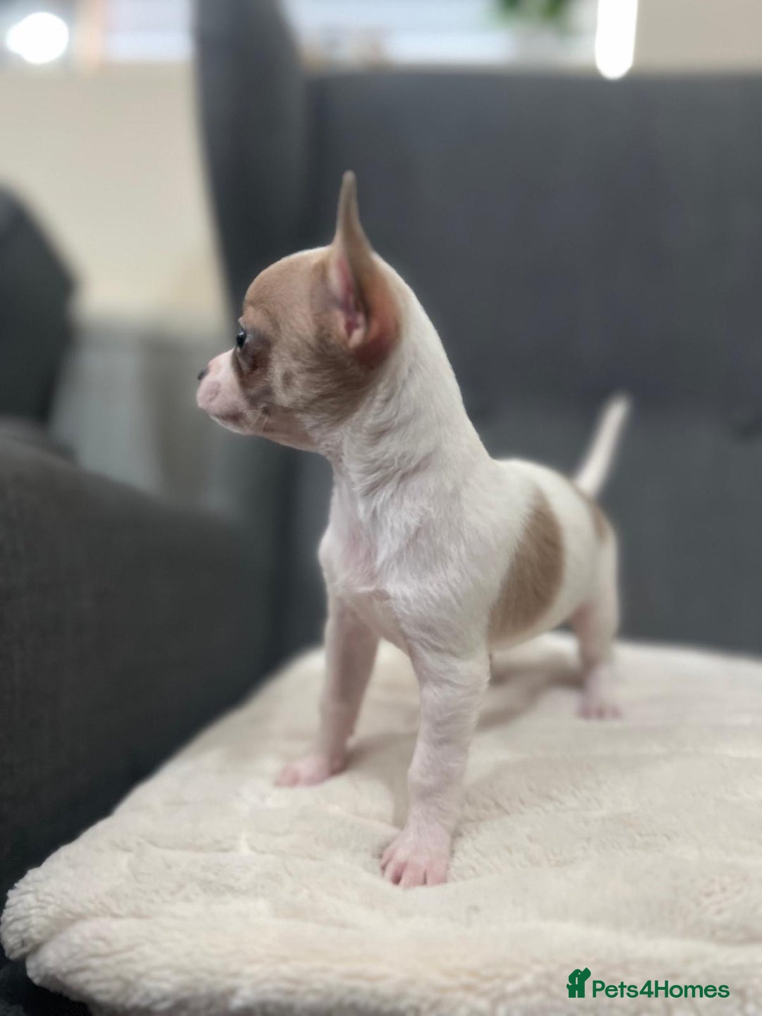 Chihuahua dogs for sale: 5Stunning tiny Smooth coat 🍏head chihuahua puppys - Image 15