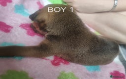 Mixed Breed dogs for sale: Lab x staff pups  - Image 19