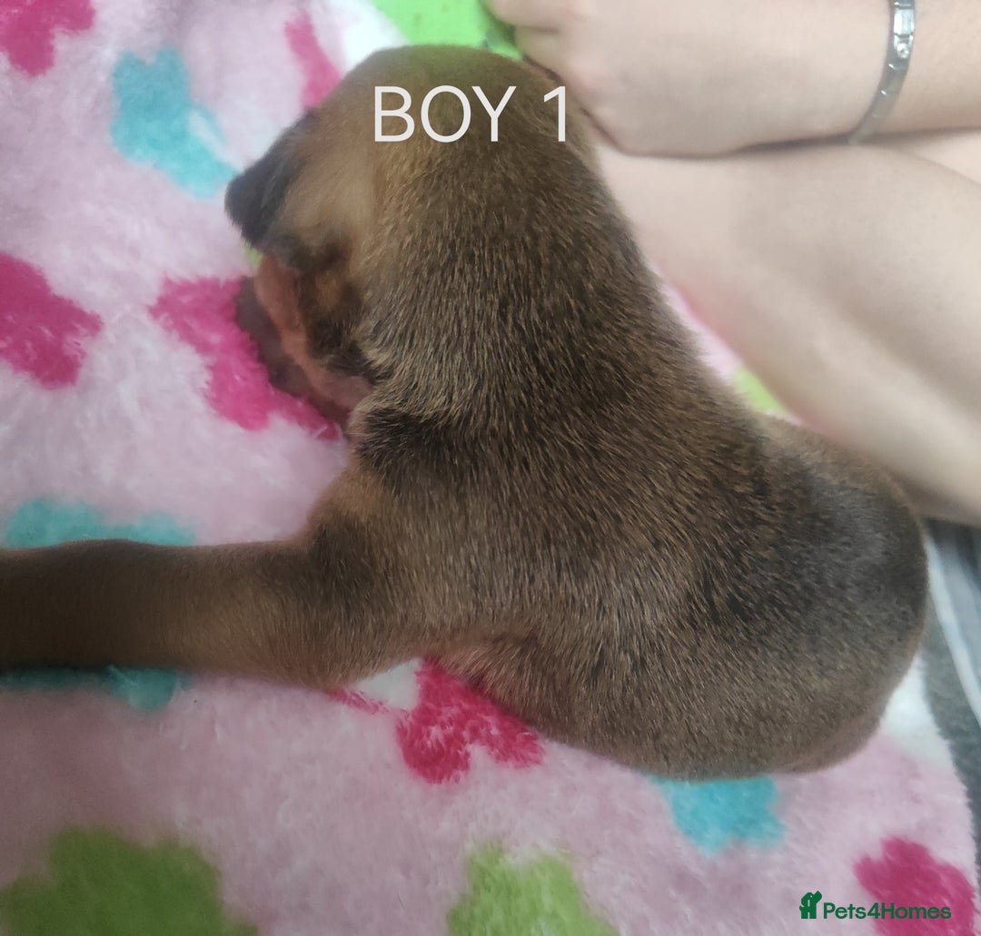 Mixed Breed dogs for sale: Lab x staff pups  - Image 19