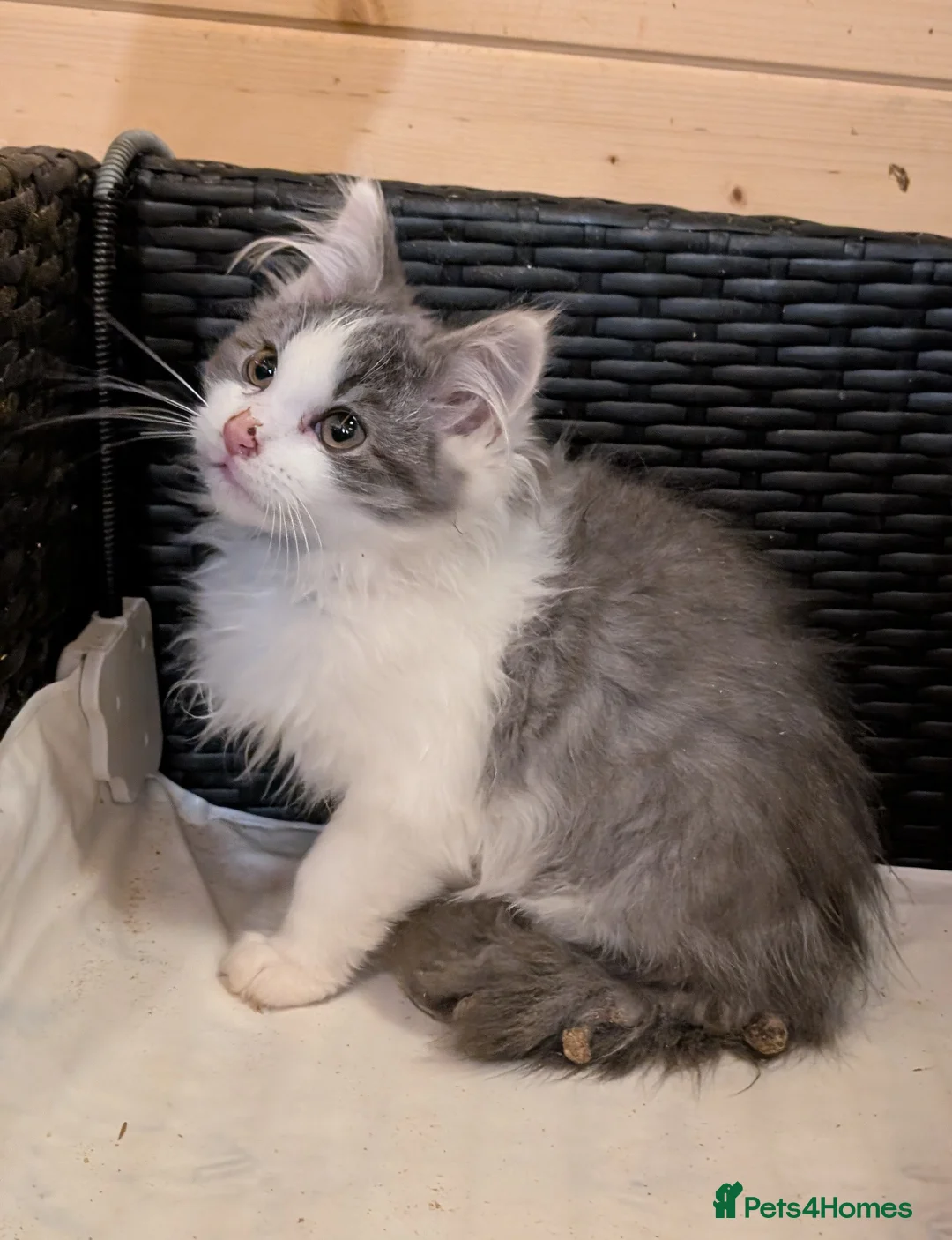 Maine Coon cats for sale: Maine Coon Pedigree kittens - Advert 7