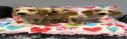 Cocker Spaniel dogs for sale: Gorgeous cocker spaniel pups ready to go  - Advert 22