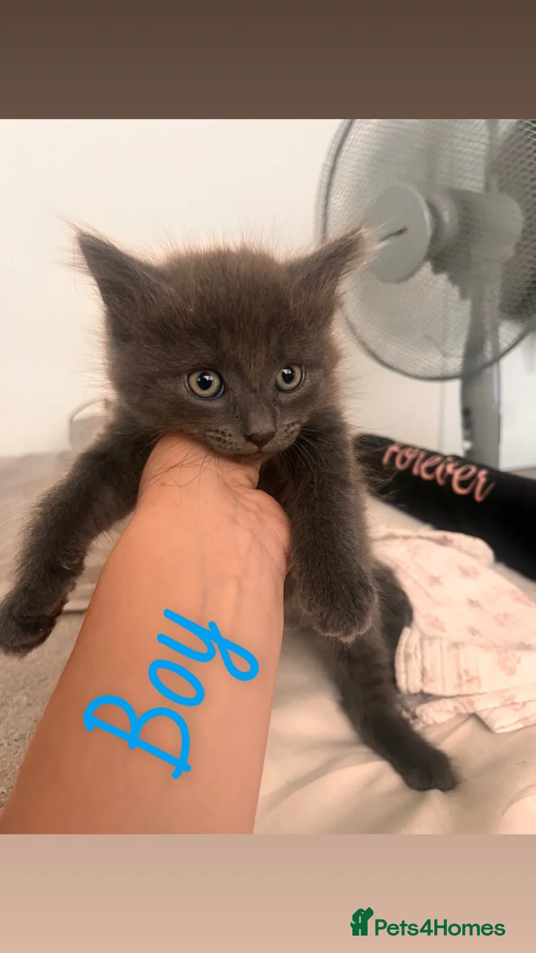 Mixed Breed cats for sale: Kittens for sale  - Advert 2