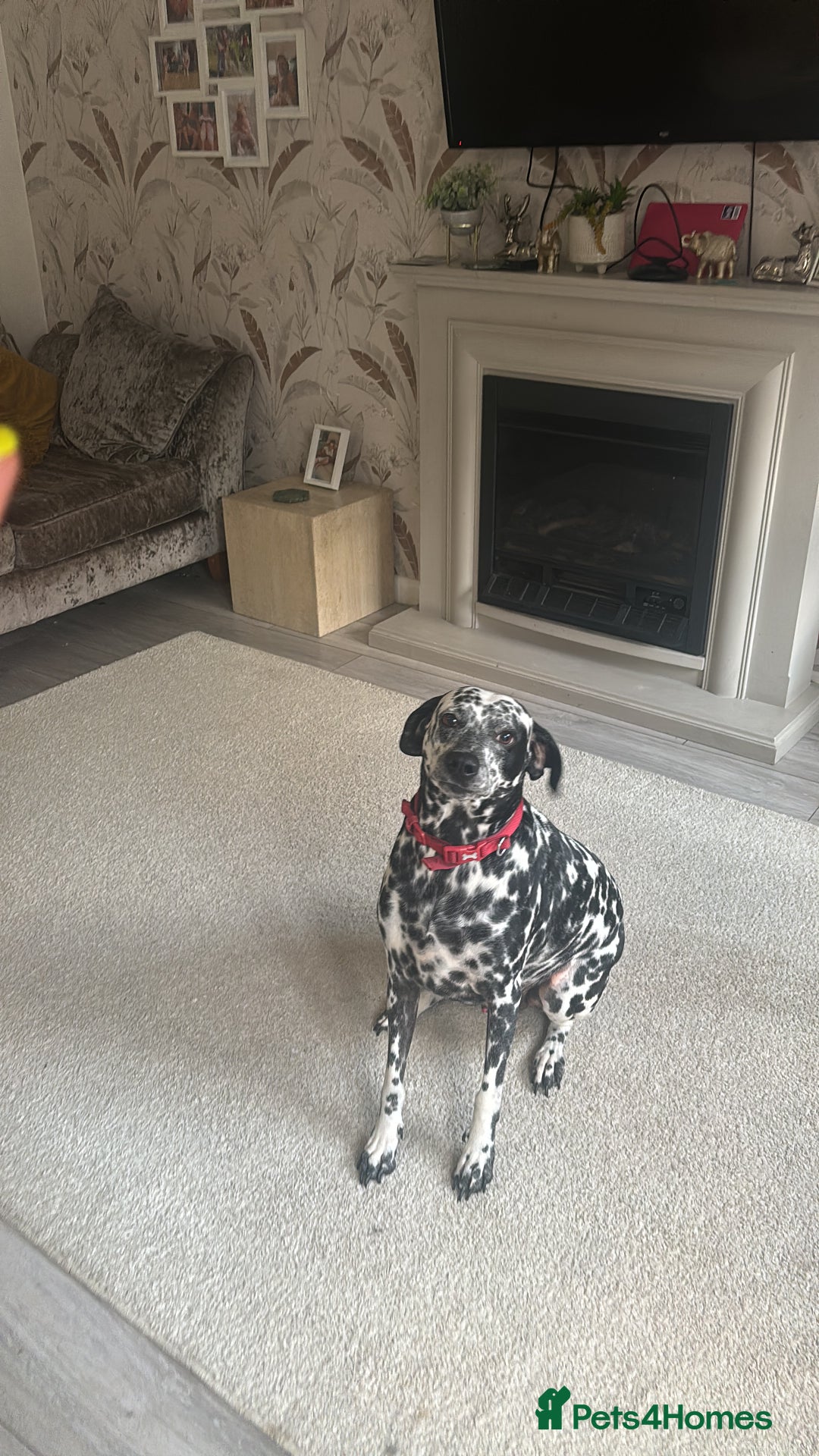 Mixed Breed dogs for sale: Beautiful Dalmatian Cross - Advert 6