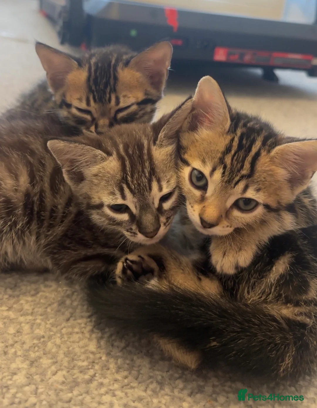 Bengal cats for sale: Bengal kittens in Brentford - Advert 10