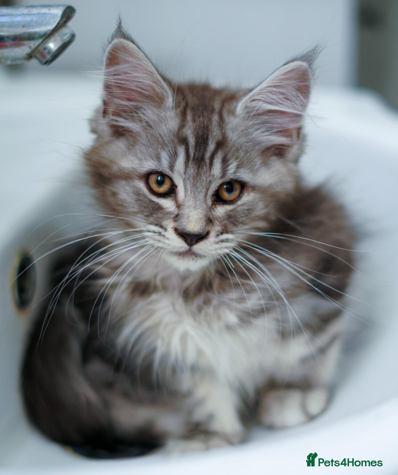 Maine Coon cats  Reduced to £700 Maine coon kittens ready now  - Advert 17