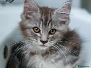 Maine Coon cats Reduced to £700 Maine coon kittens ready now - Advert 17