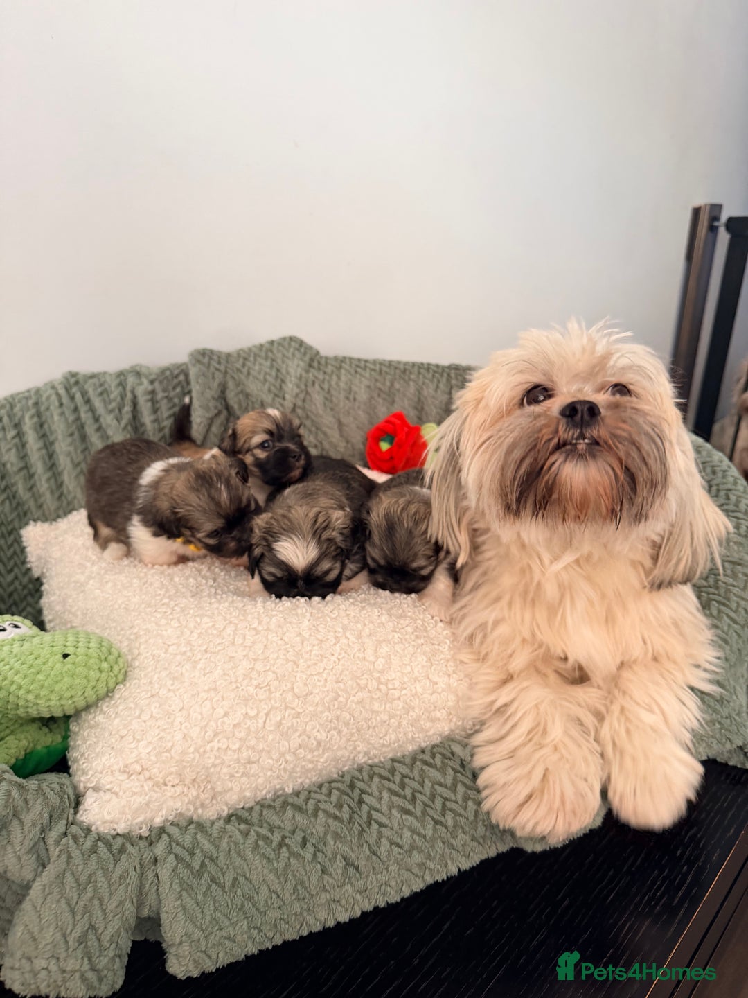 Lhasa Apso dogs for sale: Beautiful litter of KC Lhasa Apso puppies  - Advert 3