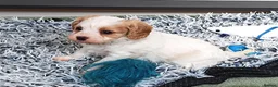 Cavapoo dogs for sale: Home breed cavapoo F1/ health tested parents - Advert 10