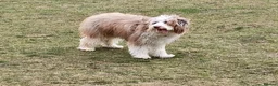 Bordoodle dogs for sale: Bordoodle, extensive tests ,full refund guarantee  - Advert 14
