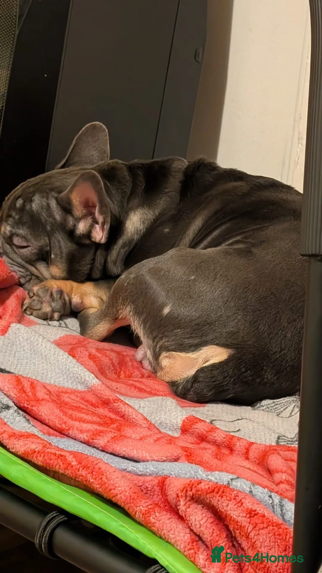 French Bulldog dogs for sale: 2 year old Frenchie to re-home urgent!!!!! - Advert 4