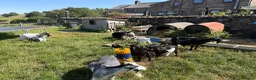Goats livestock for sale: Pygmy goat kids - Advert 2