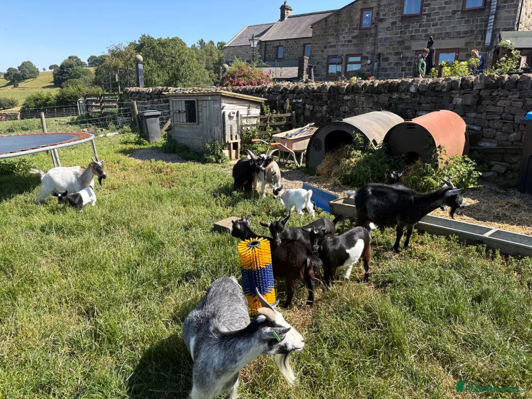 Goats livestock for sale: Pygmy goat kids - Advert 2