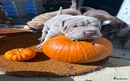 Mixed Breed dogs for sale: Bullpei puppies  - Image 3