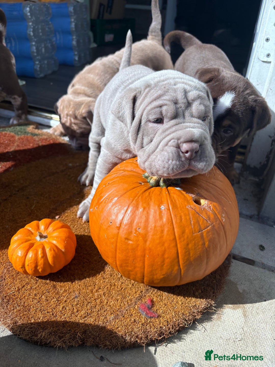 Mixed Breed dogs for sale: Bullpei puppies  - Image 3