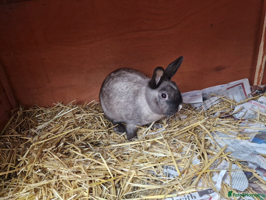Mixed Breed rabbits for sale: Gorgeous tempered cute bonded mother daughter duo  - Image 4