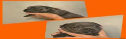 Staffordshire Bull Terrier dogs for sale: Blue Staffy Puppies 💓 - Advert 4