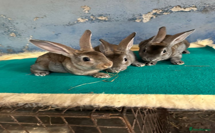 Rex rabbits - Advert 7