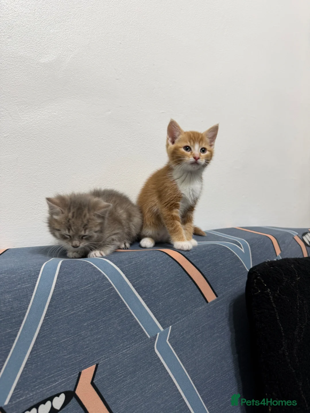 Mixed Breed cats for sale: RAGDOLL X BRITISH LONGHAIR KITTENS *AVAILABLE* - Advert 2