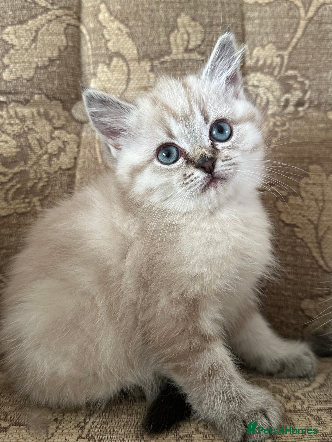 Siberian cats for sale: Adorable Siberian Neva Kittens - Advert 9