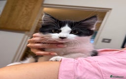 Mixed Breed cats for sale: 2 adorable tuxedo kittens - Image 10