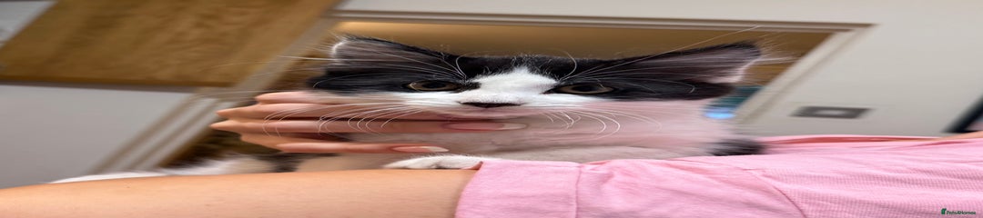 Mixed Breed Kitten 2