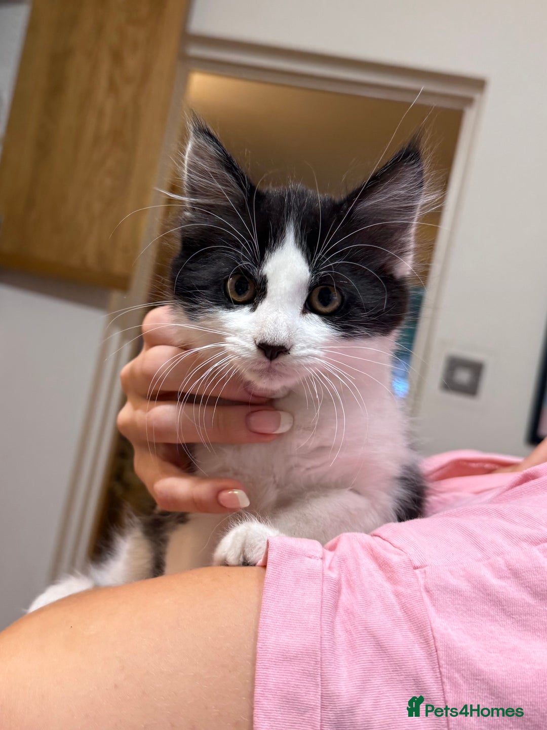 Mixed Breed cats for sale: 2 adorable tuxedo kittens - Image 10