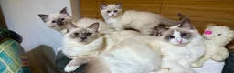 Ragdoll cats for sale: Gorgeous Ragdoll Kittens  - Advert 18