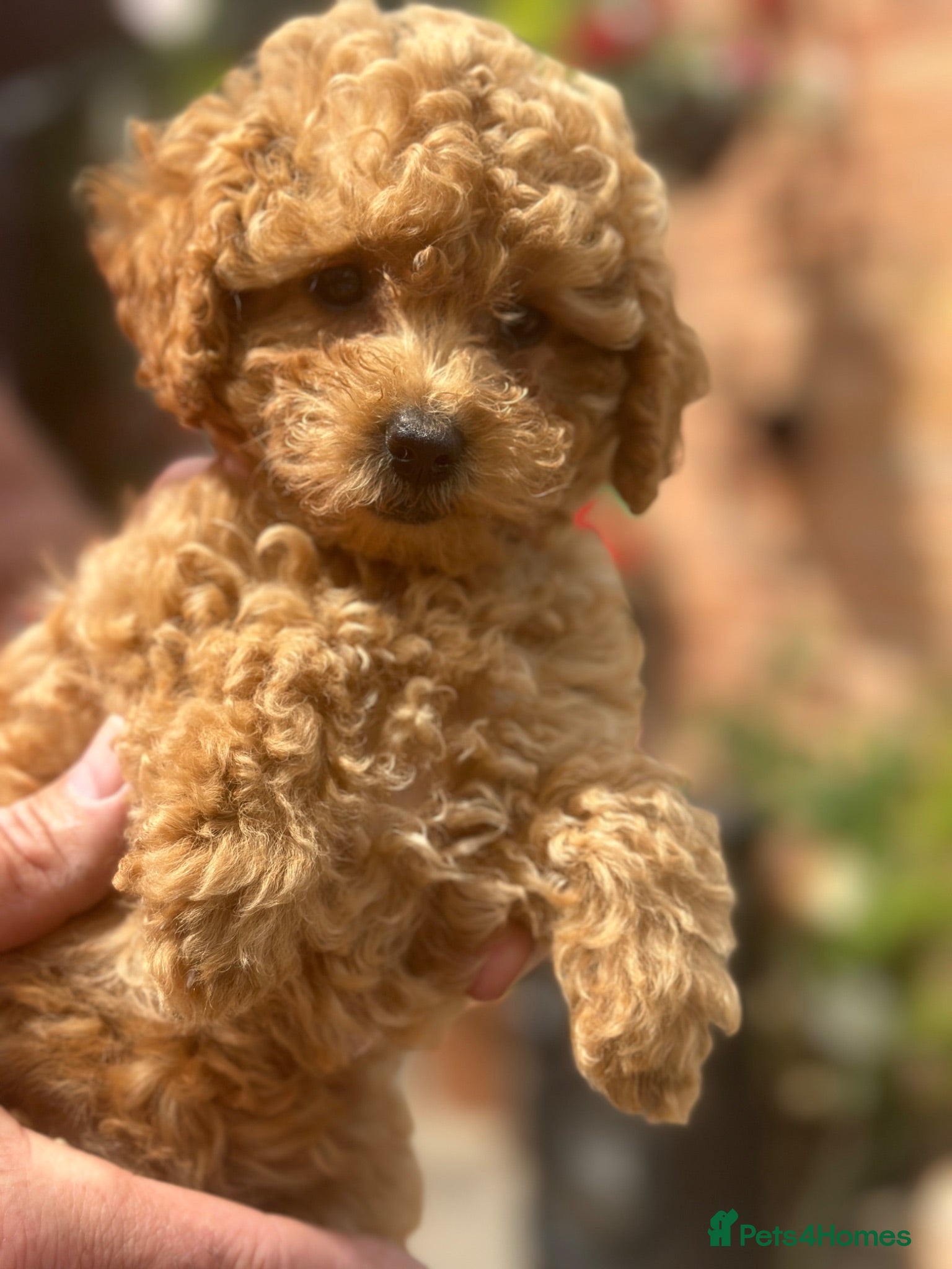 Miniature Poodle dogs ONLY ONE BEAUTIFUL MINIATURE POODLE GIRL LEFT - Advert 8
