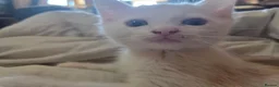 Turkish Angora cats for sale: White Turkish Angora Kittens - Advert 8
