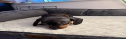 Miniature Dachshund dogs for sale: Kc registered mini dachshund  - Advert 12