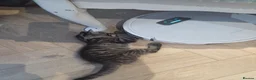Mixed Breed cats for sale: 🐾 Beautiful Tabby Kittens Ready to Melt You Heart - Advert 35
