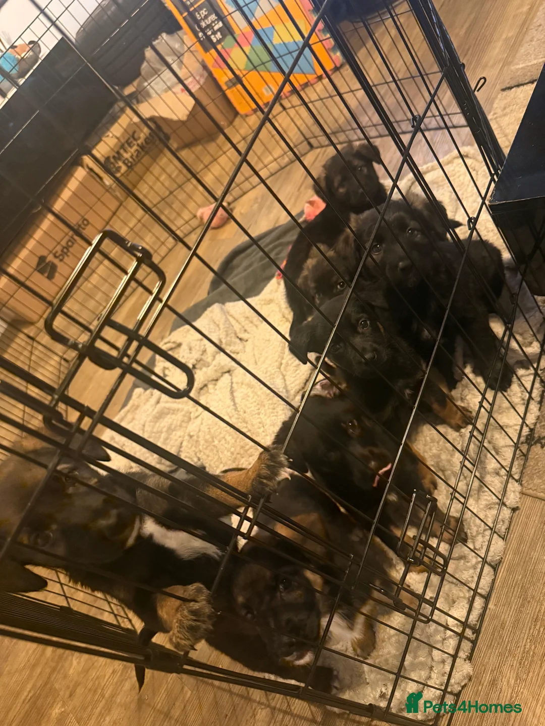 Mixed Breed dogs for sale: Puppies German Shepherd x Saluko x Dutch Harder - Advert 13