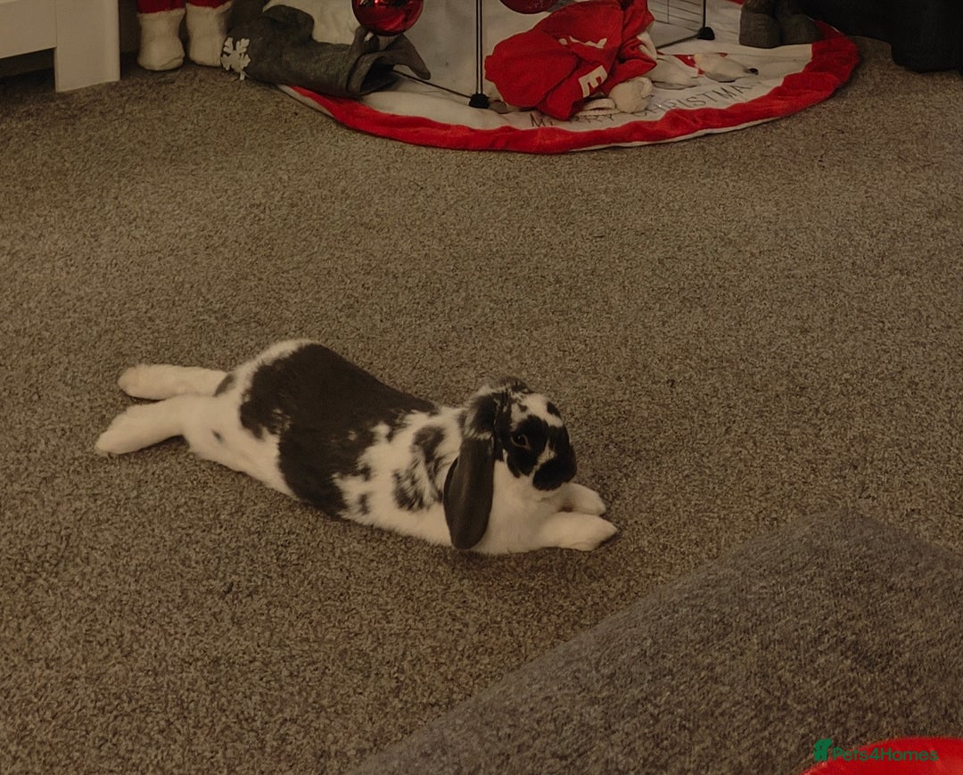 Dwarf Lop rabbits for sale: Male Dwarf lop 10 months old - Advert 5